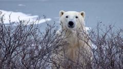 Trouble in Arctic town as polar bears and people face warming world